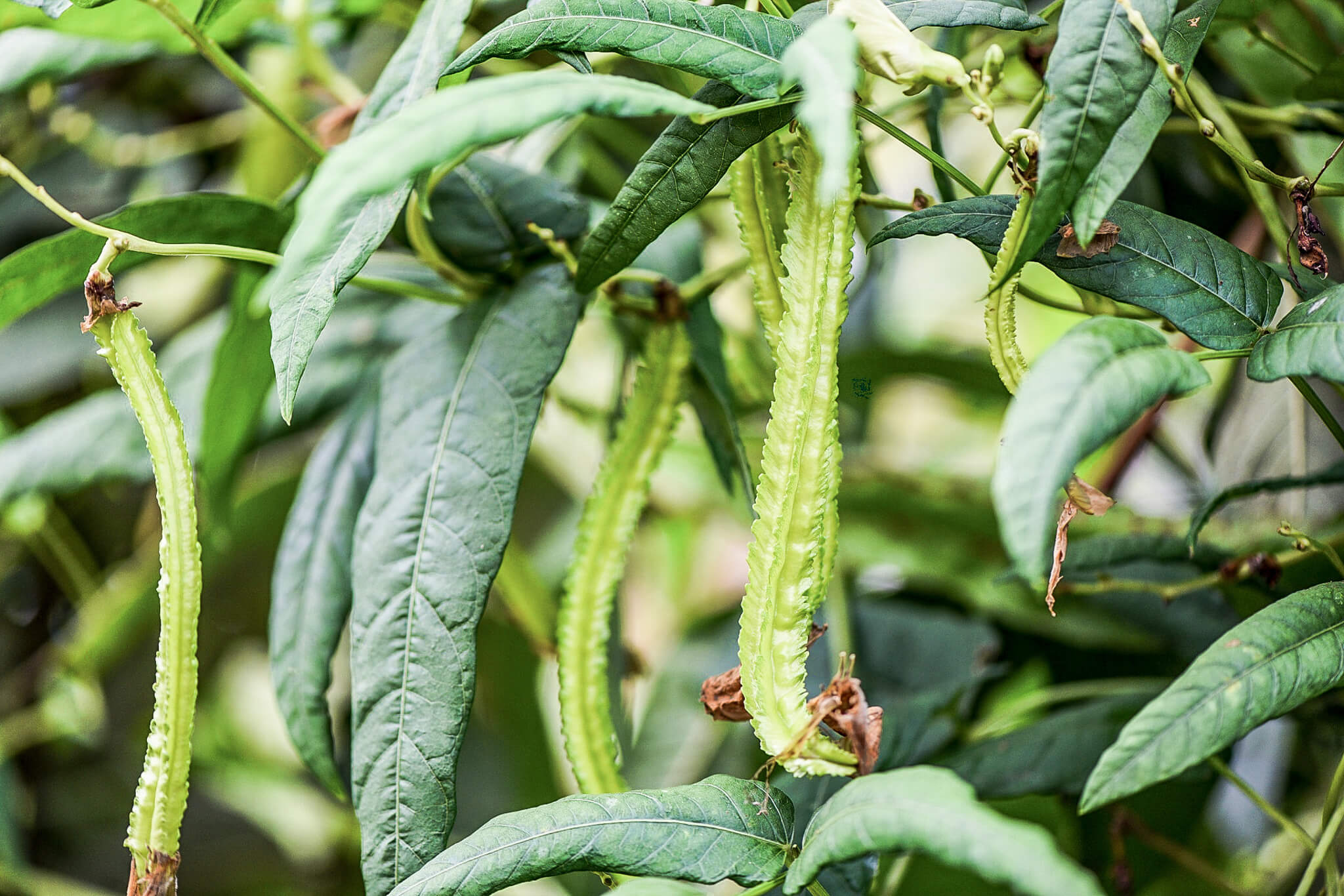 Goa Bohnen am Baum - Hilfe gegen Hungersnot?