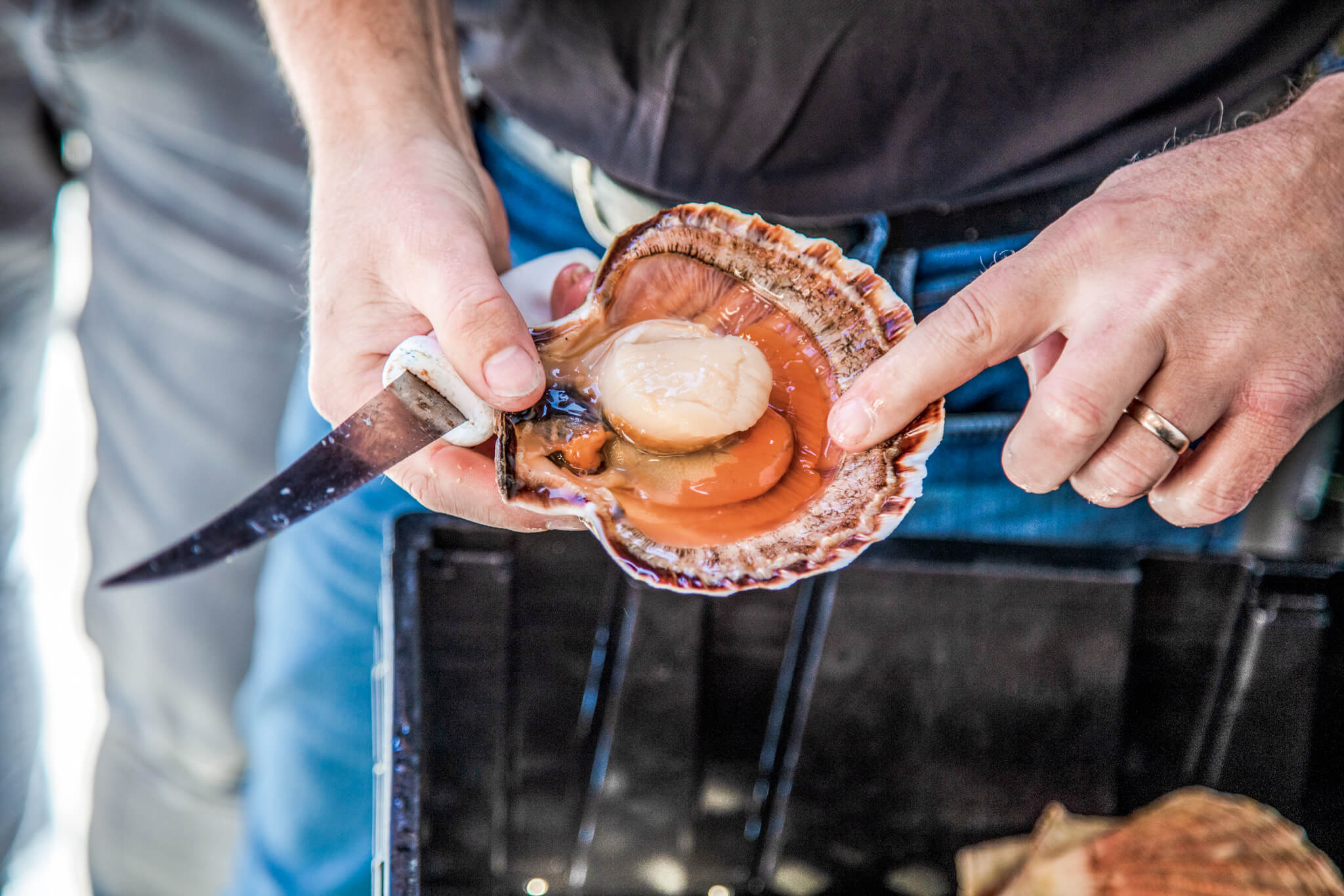 sustainably caught, opened fresh scallop