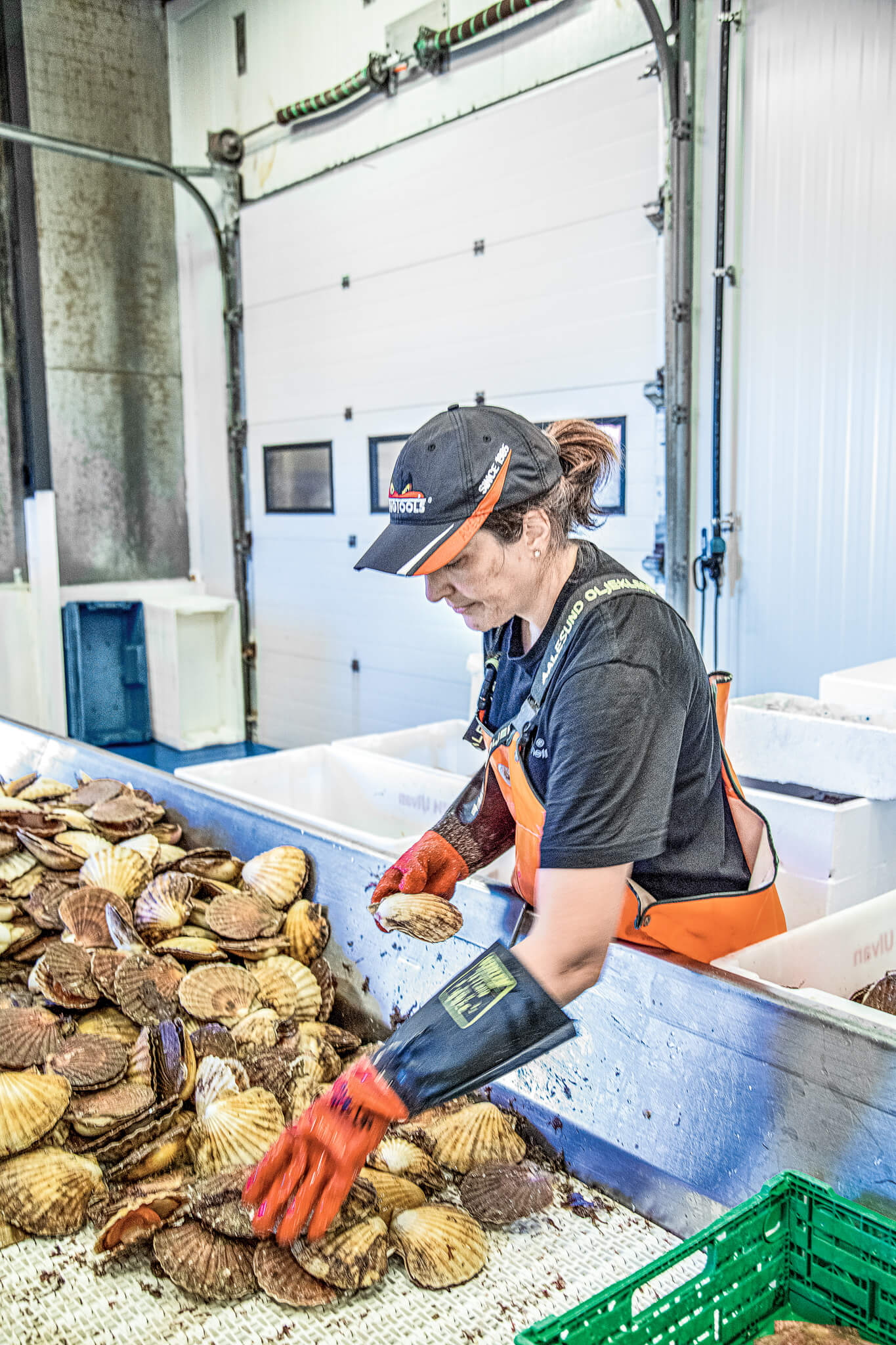 Die fangfrischen Meeresfrüchte werden von Hand sortiert