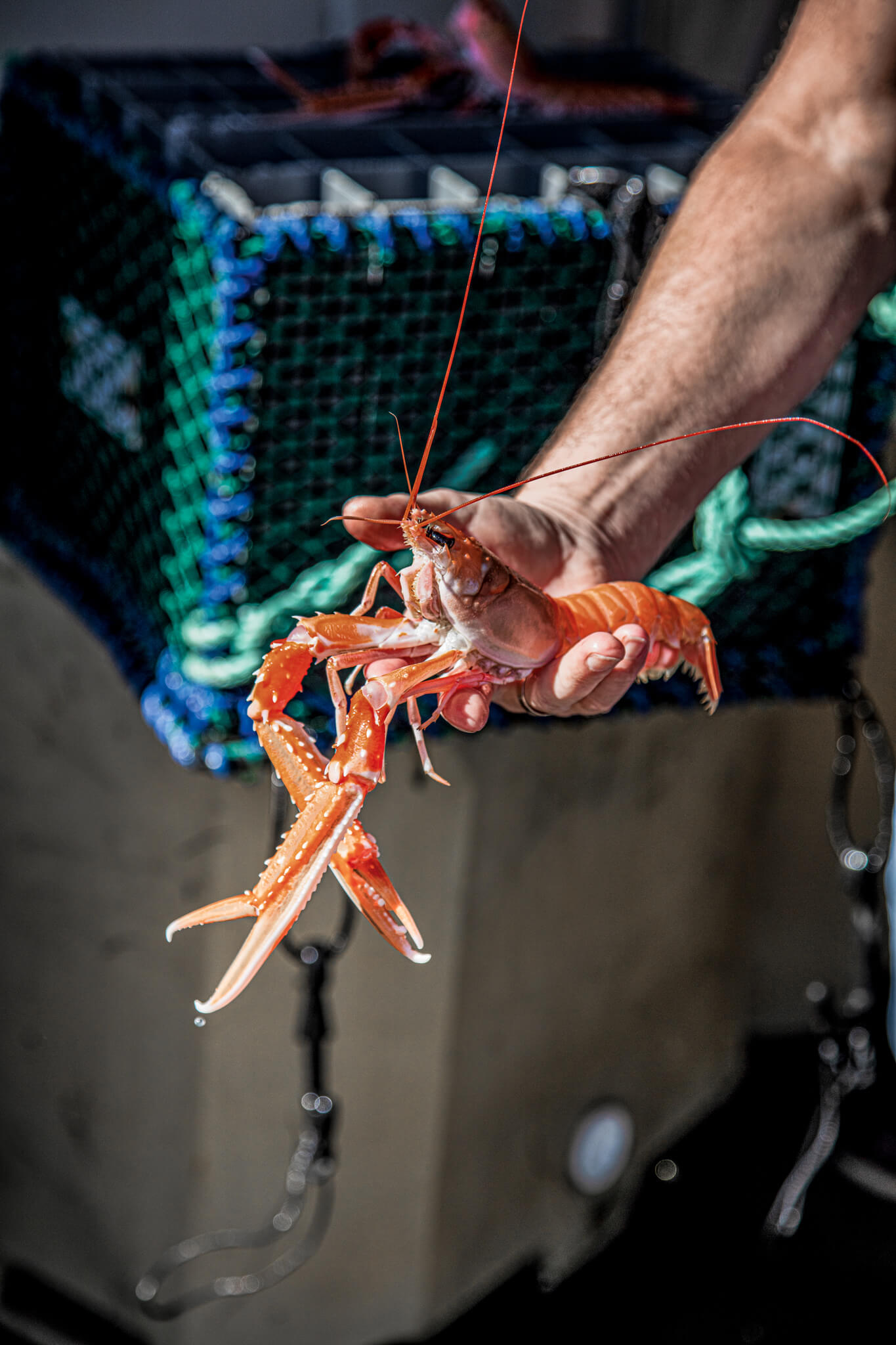 freshly caught Norway lobster 