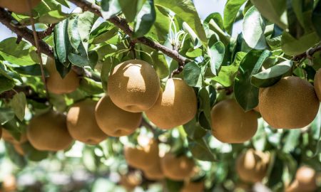 Nashi pear: The fruit with sweet-aromatic taste and "double" name.