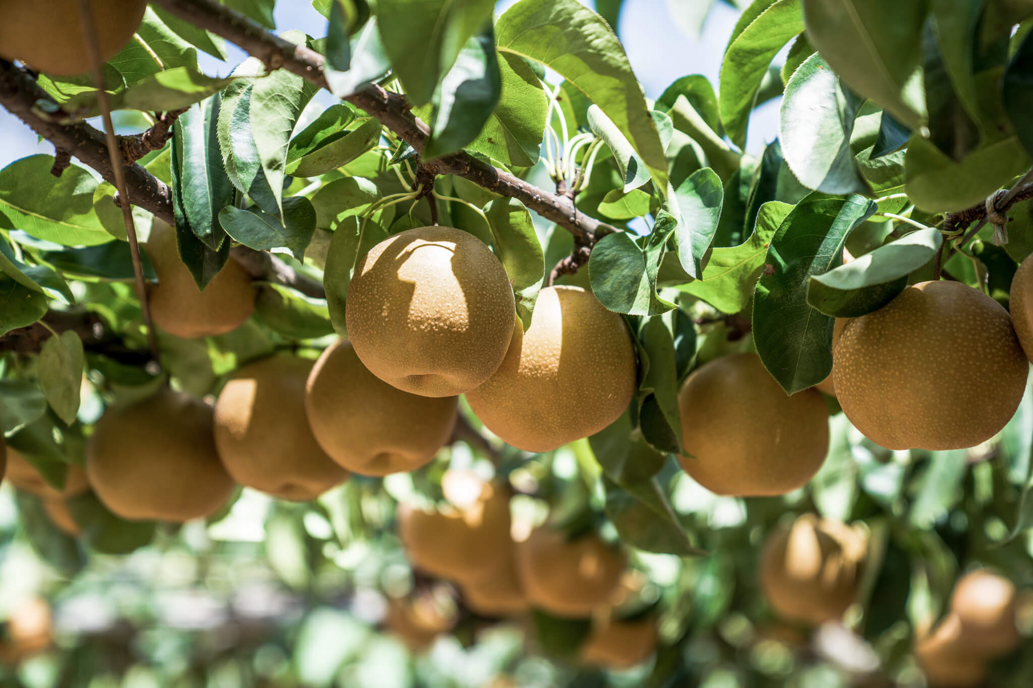 Nashi pear: The fruit with sweet-aromatic taste and 