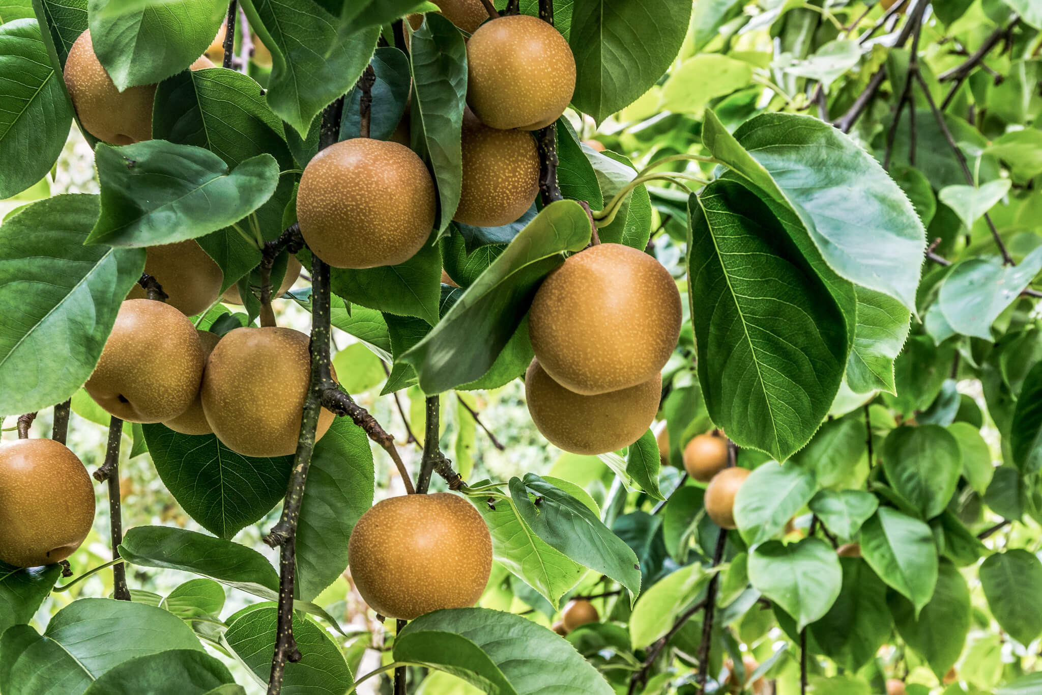  Die vitamin- und mineralstoffreiche Frucht bringt einen ähnlichen Geschmack wie die Birne mit, ihr Fruchtfleisch ist aber fest-körnig und gleicht eher dem eines Apfels.