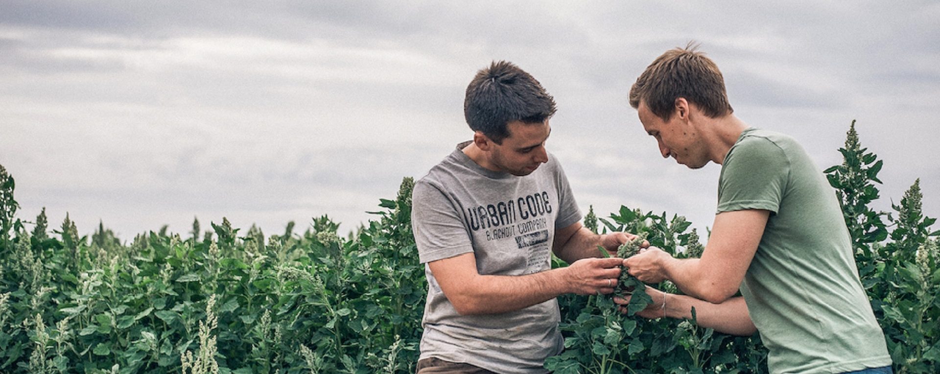 Two men control the growth of a Local exotics plant