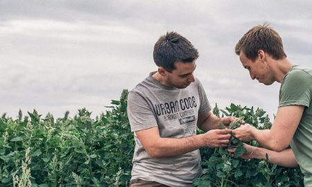 Zwei Männer kontrollieren den Wachstum einer Local Exotics Pflanze