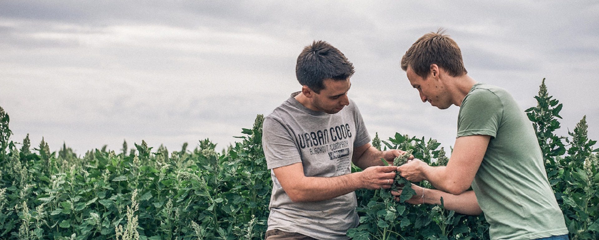 Dos hombres controlan el crecimiento de una planta Local exotics